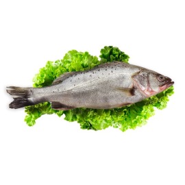 鑽石水純海水養殖七星鱸魚條凍(內臟及鱗片可代為處理不加價)~200元/隻-50cm