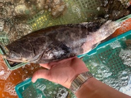 永安鑽石水養殖龍虎斑~純淨海水養殖(本商品為活體、可代為處理鱗片內臟活凍寄出)