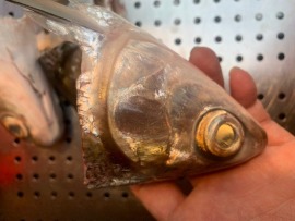 當日現切純海水養殖無毒虱目魚頭~每顆10元~10顆包裝