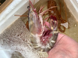 全台唯一!!菲律賓自有公司進口，巨無霸大草蝦/虎蝦/TIGER PRAWN