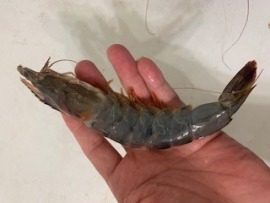 季節限定~澎湖當日活凍巨無霸野生海蘆蝦 12-15尾斤~全台最低價