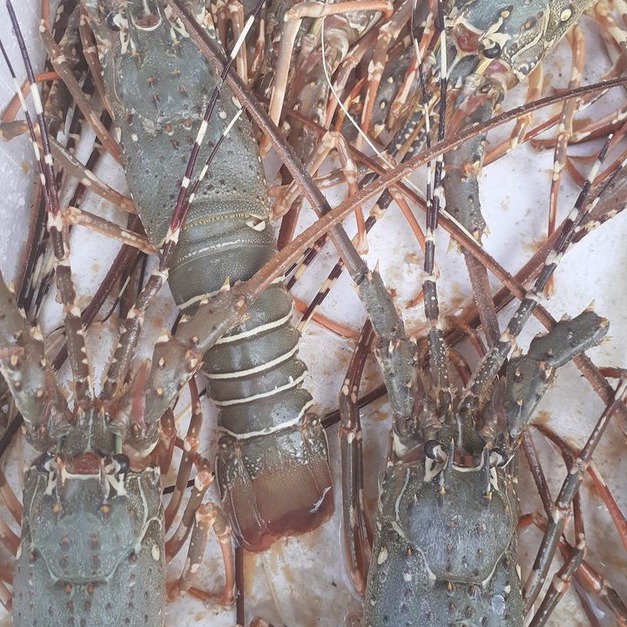 峇里島 限量 海運來台 竹籠 龍蝦 肉質量比本土青龍花龍好很多 特價一斤880 數量有限 每隻約320~350g
