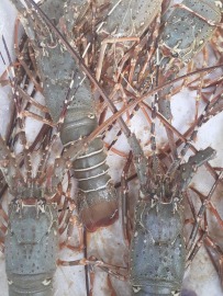 峇里島 限量 海運來台 竹籠 龍蝦 肉質量比本土青龍花龍好很多 特價一斤880 數量有限 每隻約320~350g