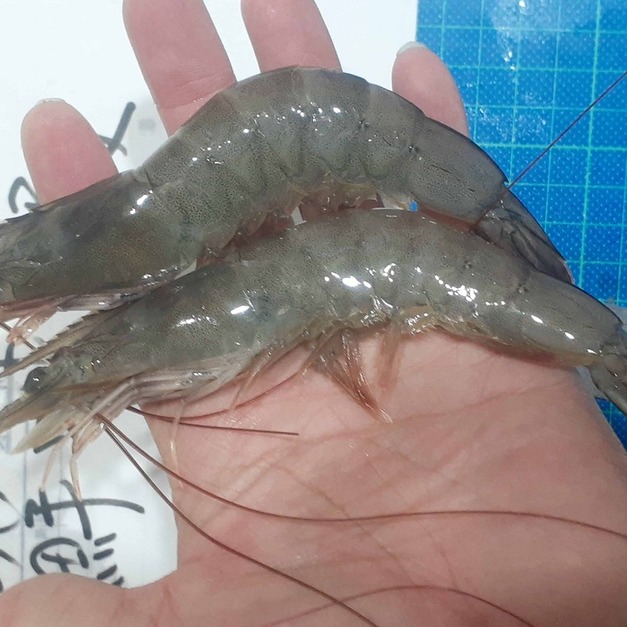 台大博士鑽石水無毒純海水養殖巨無霸白蝦~半斤裝特價160/半斤