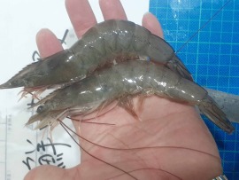 台大博士鑽石水無毒純海水養殖巨無霸白蝦~半斤裝特價160/半斤