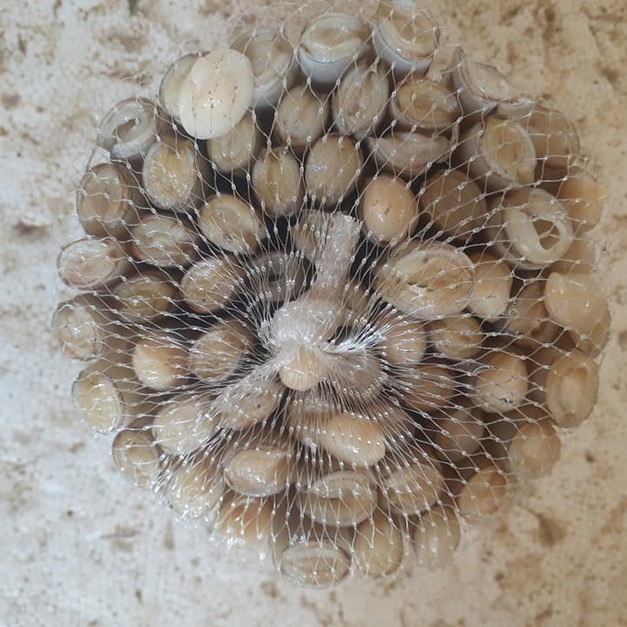 菲律賓野生活體竹蛤，自行進口最便宜，批發價380/kg(季節限定)