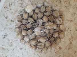 菲律賓野生活體竹蛤，自行進口最便宜，批發價380/kg(季節限定)