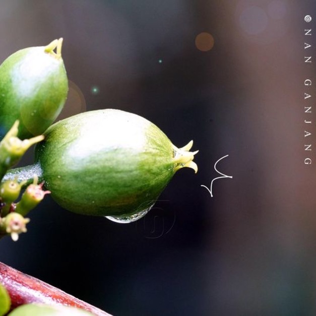 蘇門達臘 皇冠曼特寧 歐藍剛江