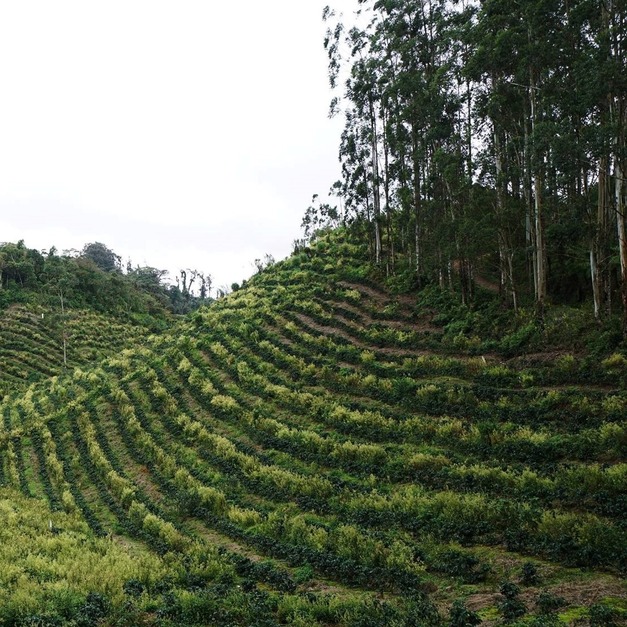 尼加拉瓜 米耶瑞詡家族 愉悅莊園 日曬放奇高度酒香處理法