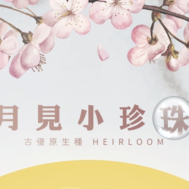 衣索比亞 月見珍珠野櫻花G1日曬