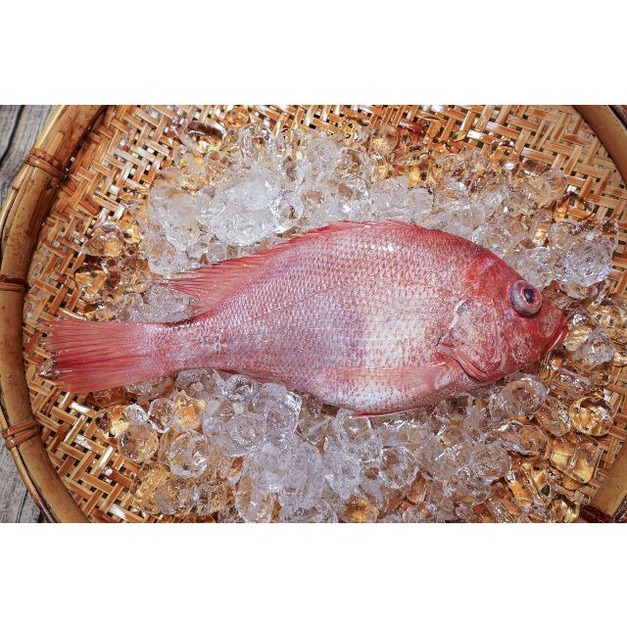 赤海魚(赤鰭笛鯛)