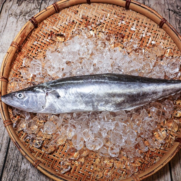 馬加魚（康氏馬加鰆）【輪切】