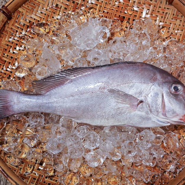 花尾胡椒鯛（加志魚）