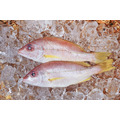 赤筆仔魚 （畫眉笛鯛）_1