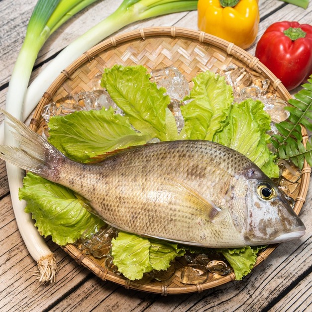 龍尖魚（星斑裸頰鯛）