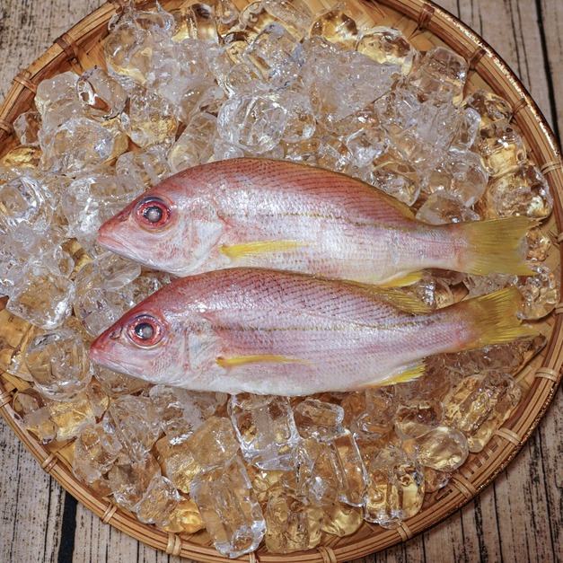 赤筆仔魚 （畫眉笛鯛）