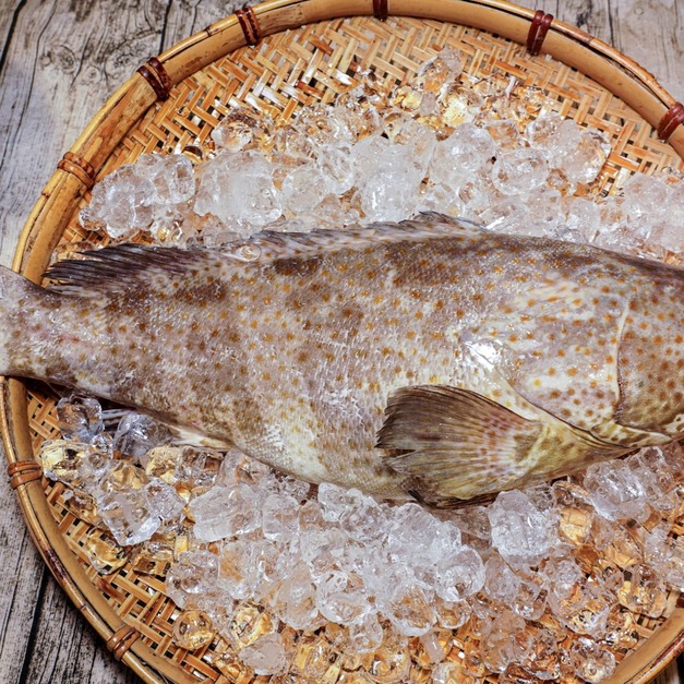 大石斑魚【輪切】