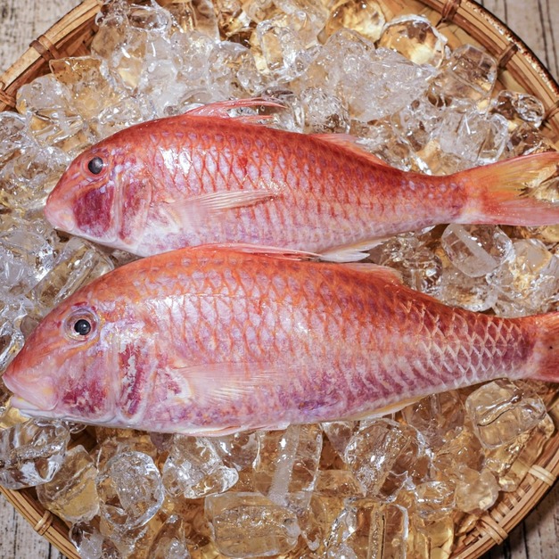 秋哥魚 (黃帶副緋鯉)