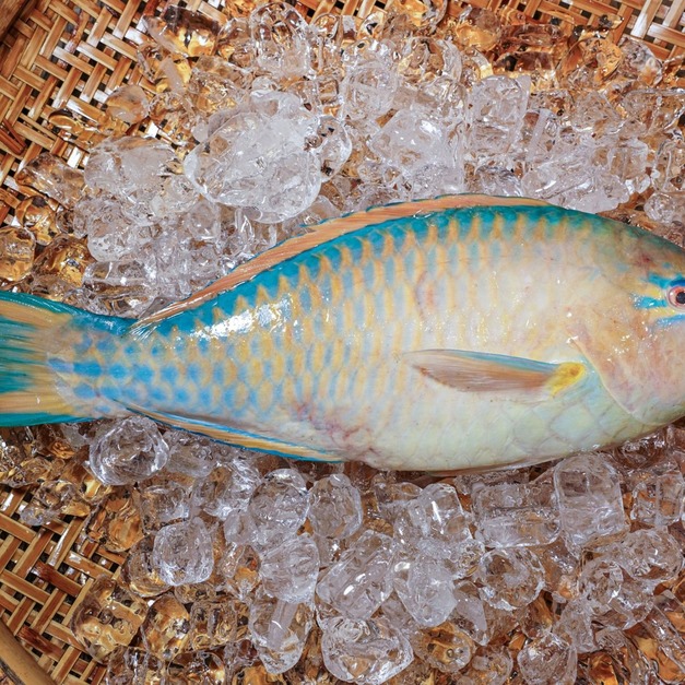 鸚哥魚