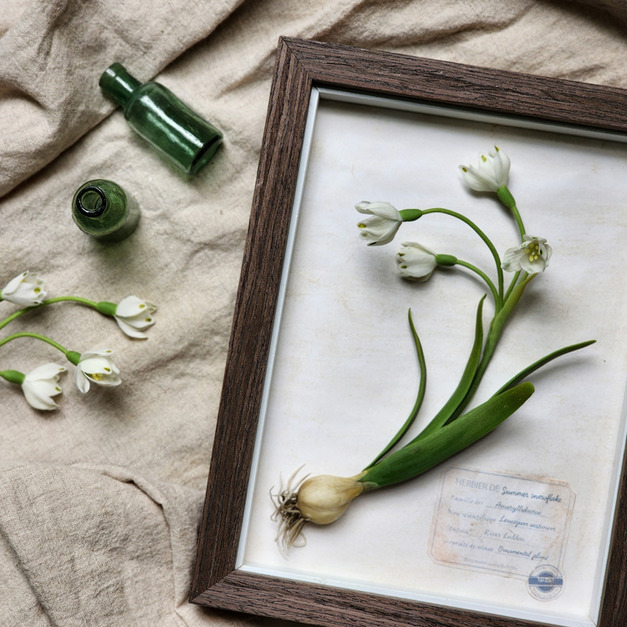 ｜黏土球根植物圖鑑  ｜夏雪片蓮