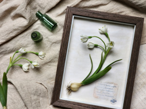 ｜黏土球根植物圖鑑  ｜夏雪片蓮