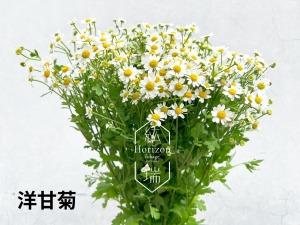 洋甘菊
