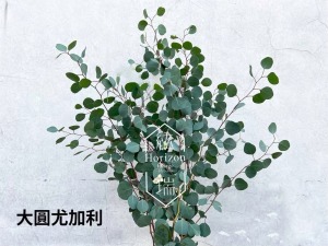 尤加利-大圓葉