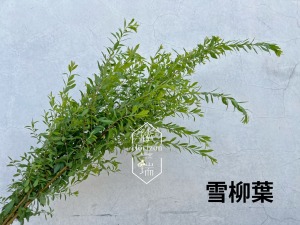 雪柳葉