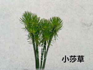 小莎草
