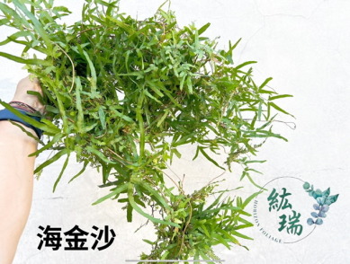 海金沙
