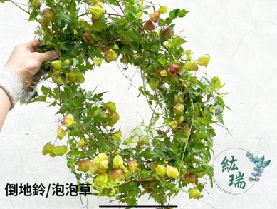 泡泡草