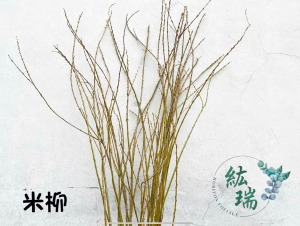 米柳