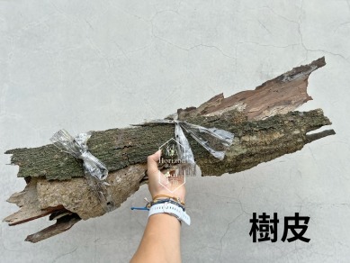 樹皮