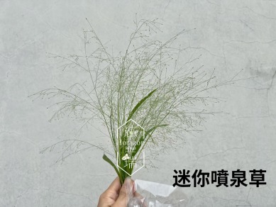 噴泉草
