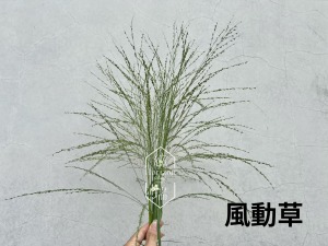 風動草
