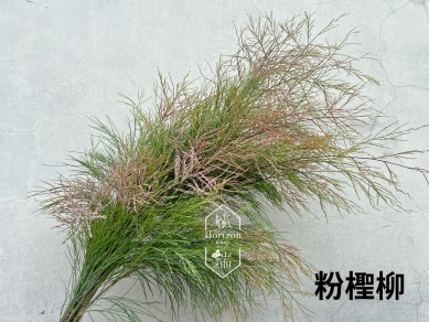粉檉柳