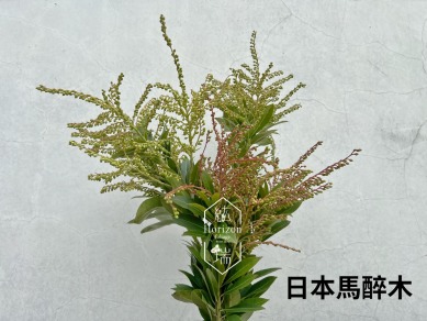 日本馬醉木