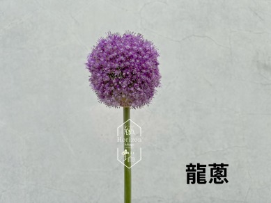 龍蔥
