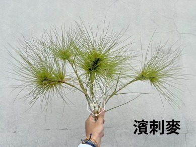 濱刺麥