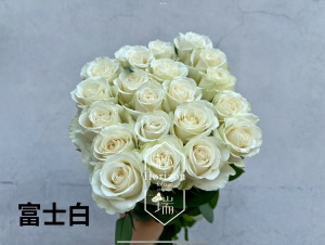 玫瑰-白