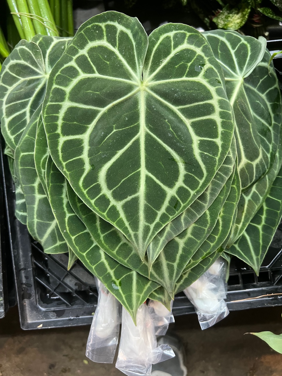 火燭