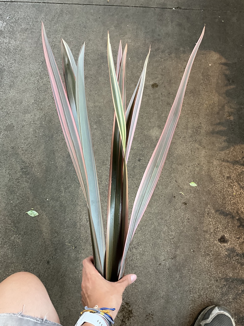 紅妞西蘭麻