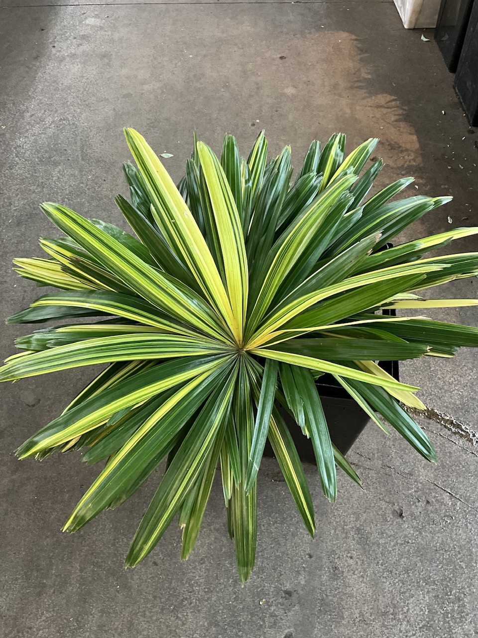 斑葉棕櫚片
