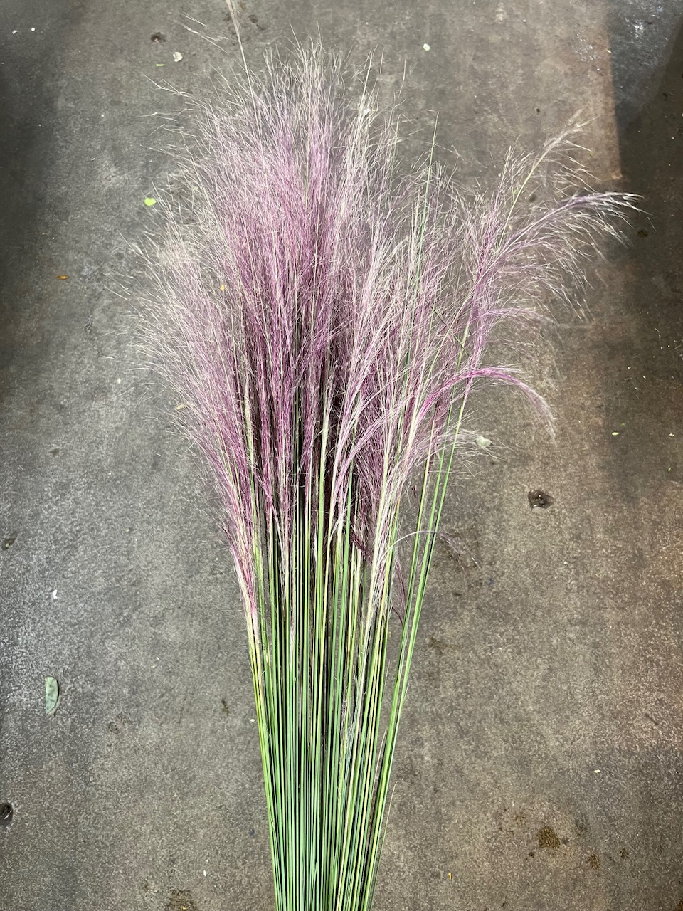粉黛亂子草