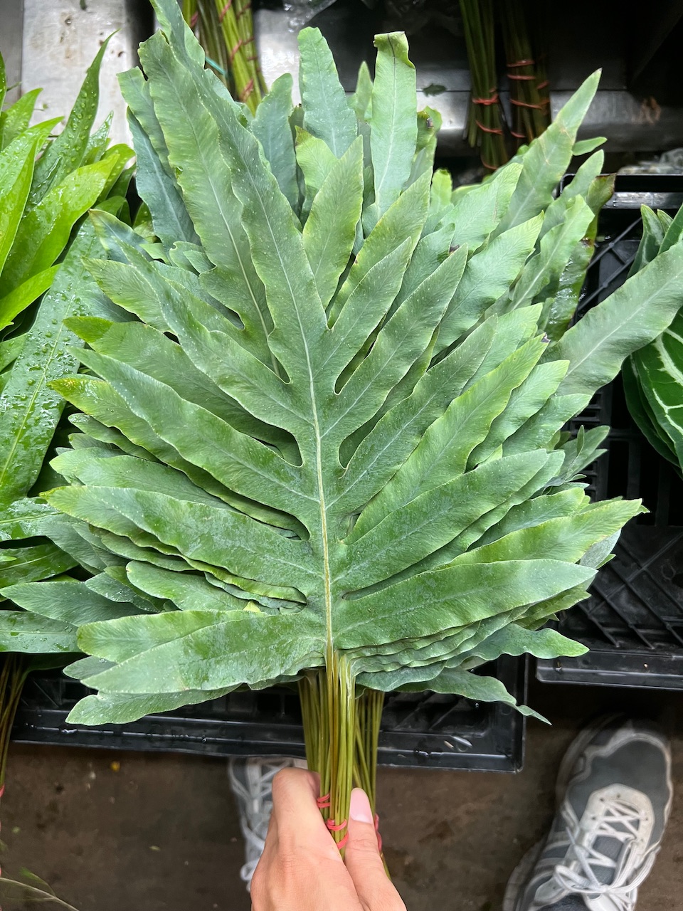 藍星蕨