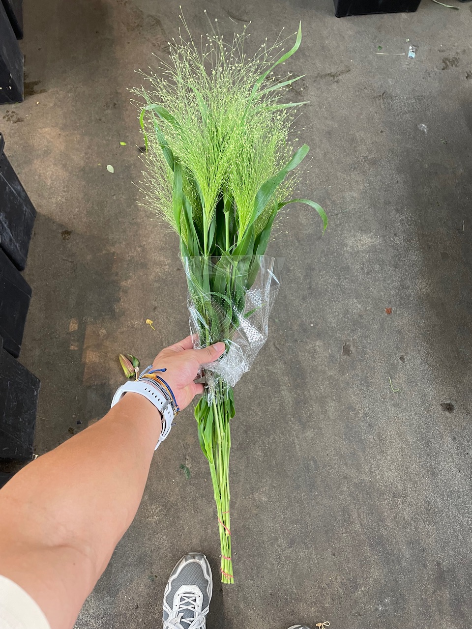 噴泉草