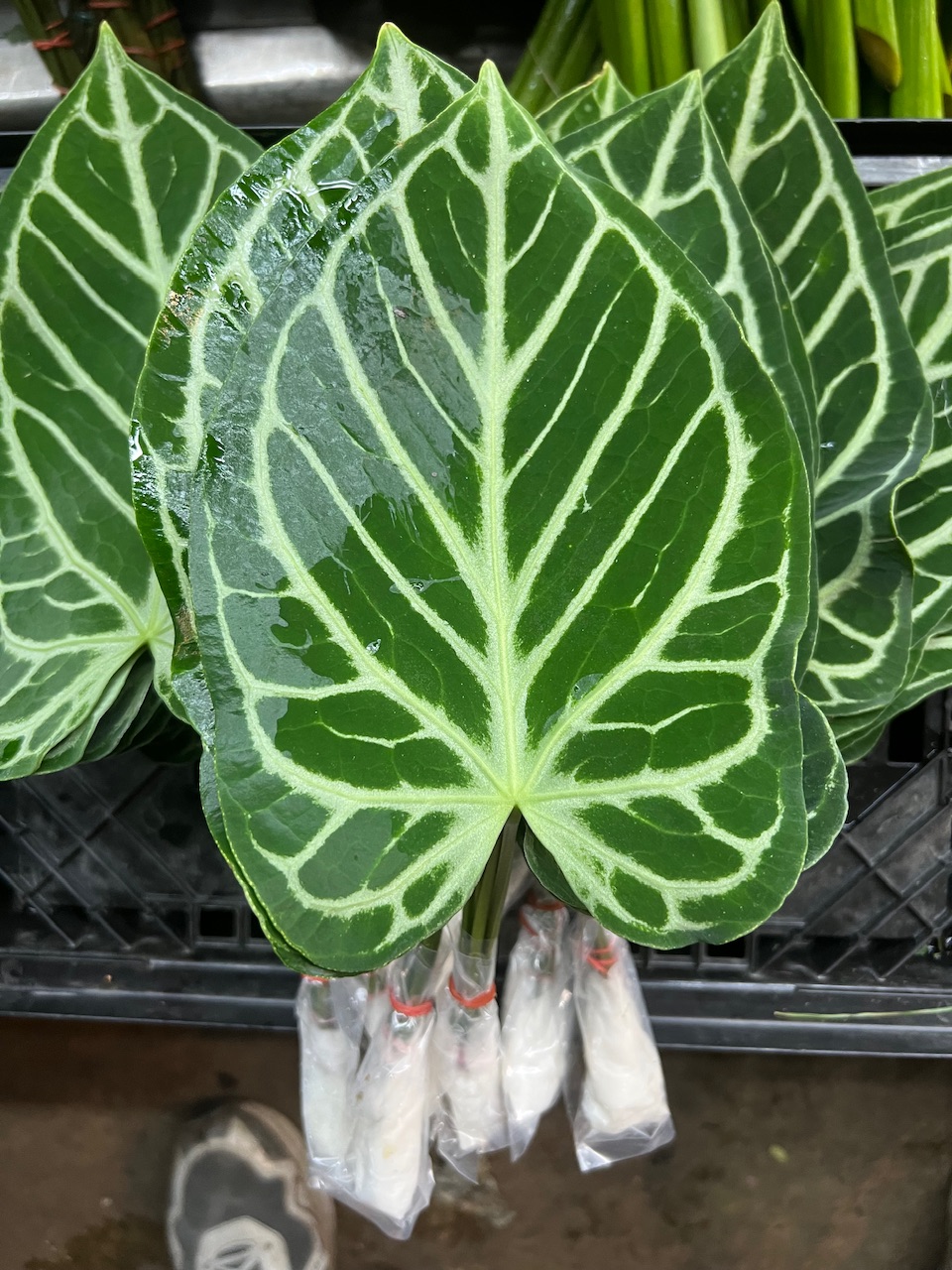 水晶花燭
