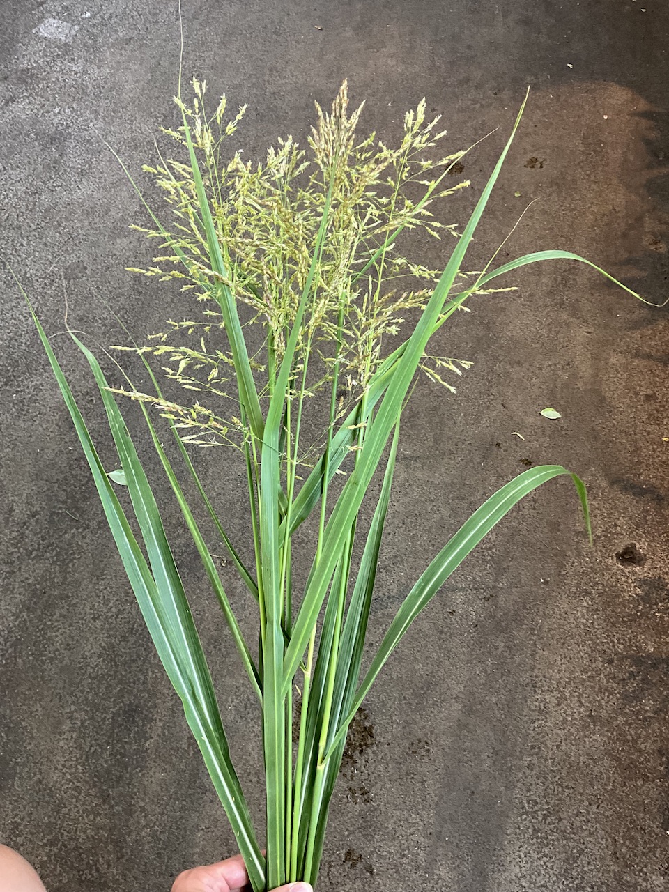畫眉草