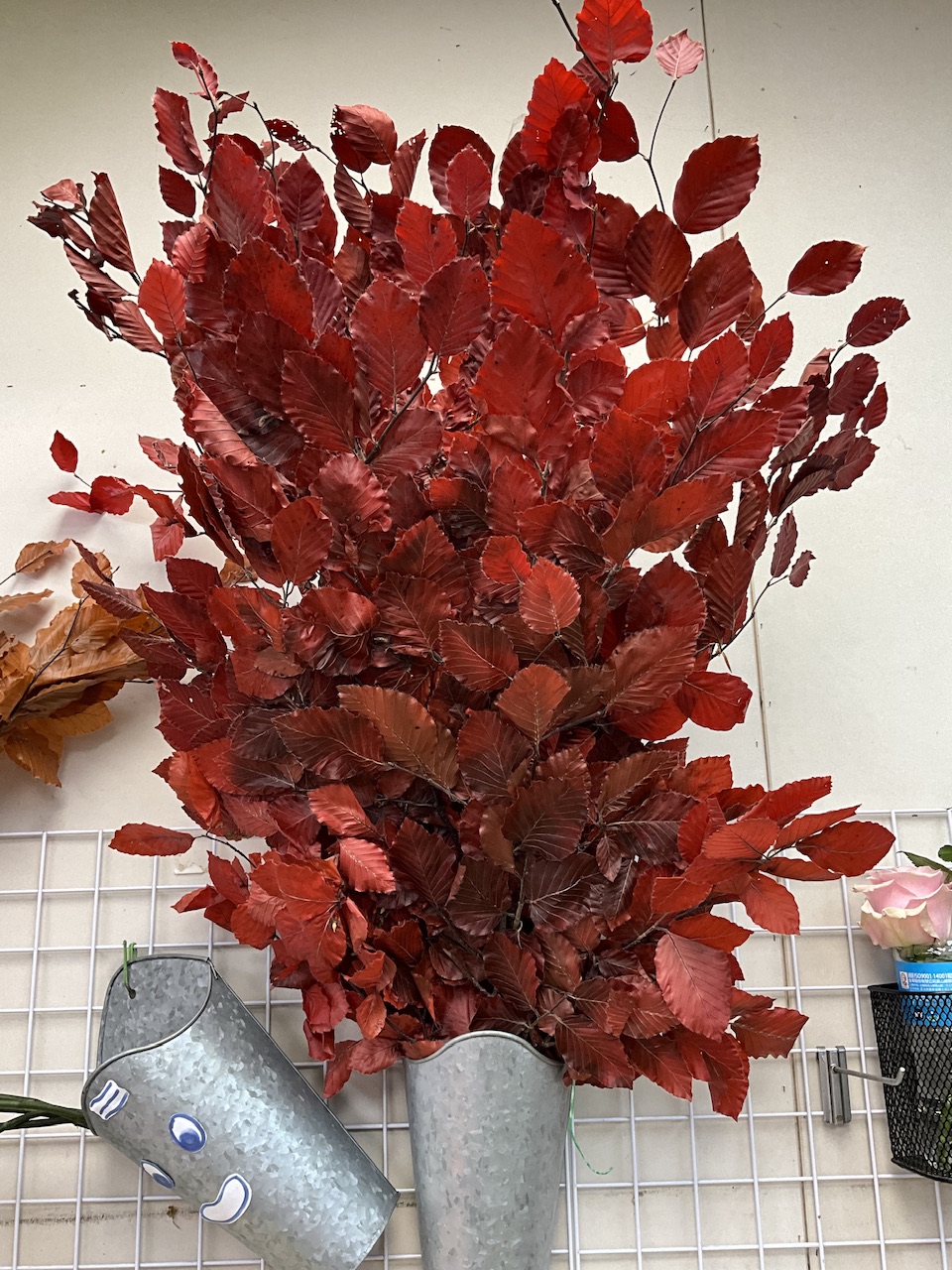 乾燥山毛櫸-紅色