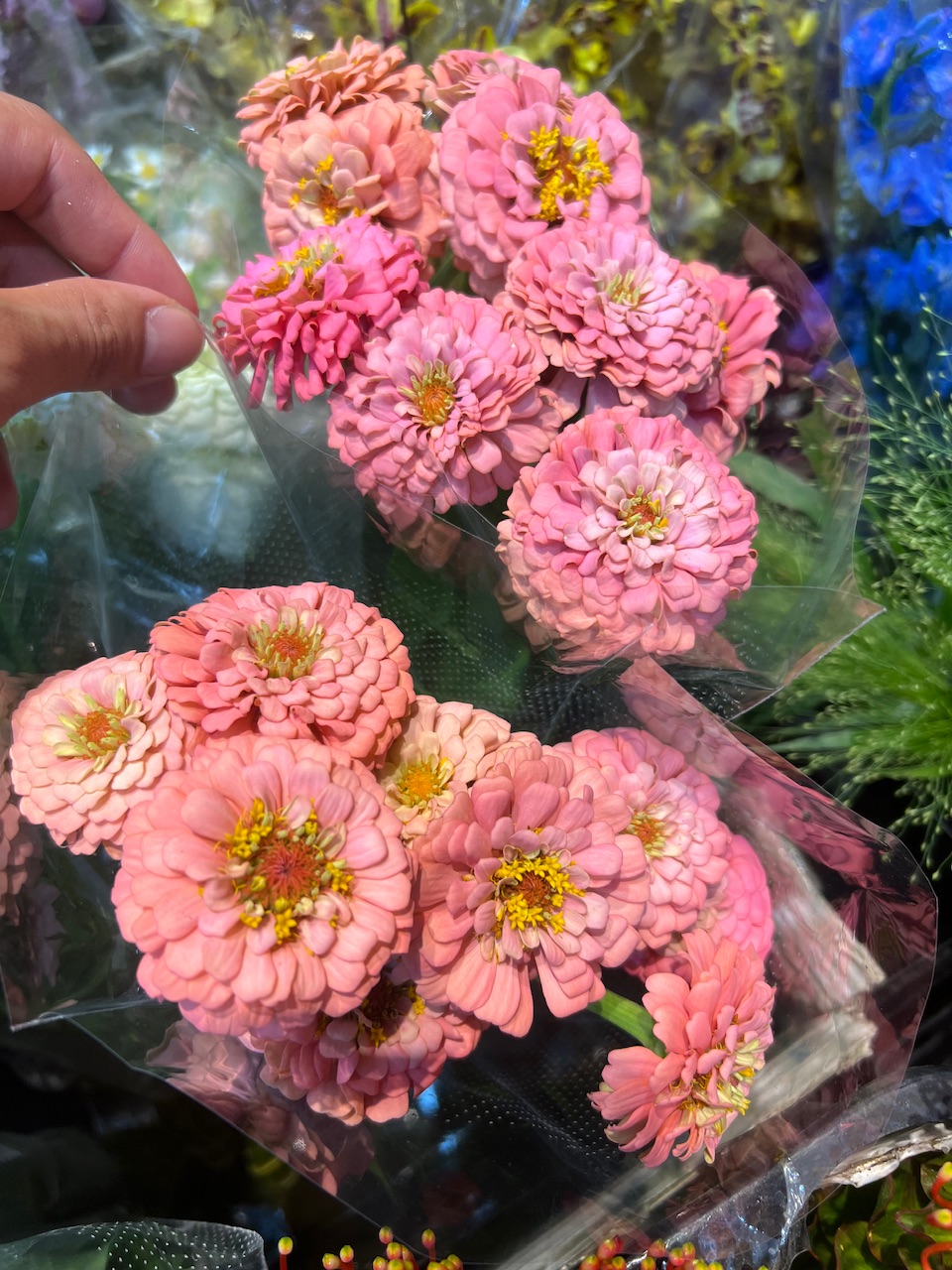 百日草-鮭魚粉
